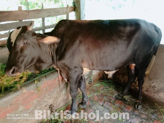 Cow Black